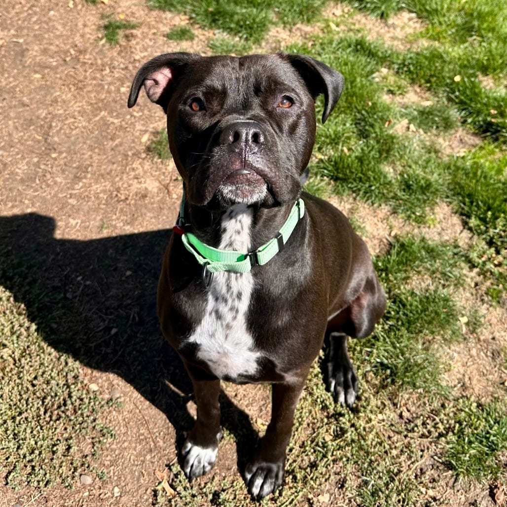 Photo of Max, adoptable Mixed Breed (Large) in Medford, Oregon