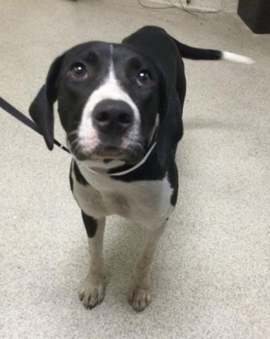Photo of Priscilla, adoptable Plott Hound in Riverside, California