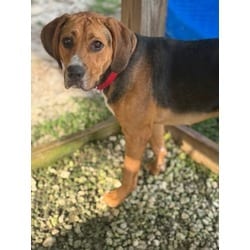 Photo of Little Copper, adoptable Treeing Walker Coonhound in Brooksville, Florida