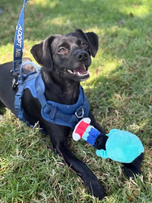 Photo of Baxter, adoptable Spaniel in Lake Elsinore, California