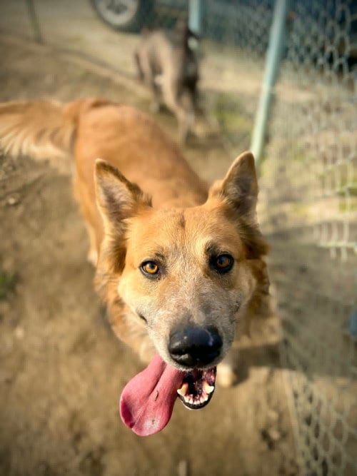 Photo of PB, adoptable Shepherd in Visalia, California