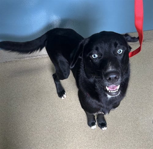 Photo of Pollux, adoptable Labrador Retriever in Newton, North Carolina