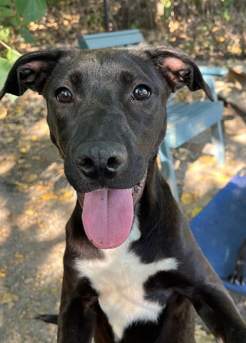 Photo of Draino, adoptable Unknown breed / mixed in Elmsford, New York