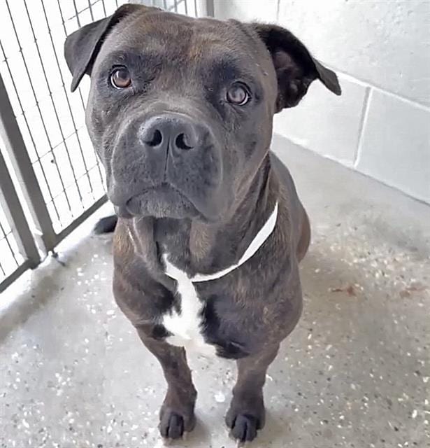 Photo of Chata, adoptable Pit Bull Terrier mix in Houston, Texas