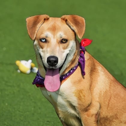 Photo of Chloe, adoptable dog