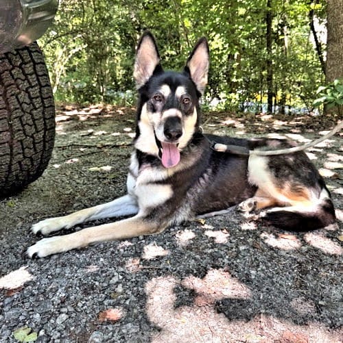 Photo of Millie, adoptable German Shepherd Dog in Rutherfordton, North Carolina