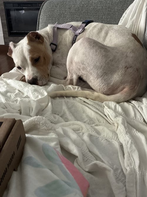 Photo of Gravy (Mama), adoptable Hound in Holly Springs, North Carolina