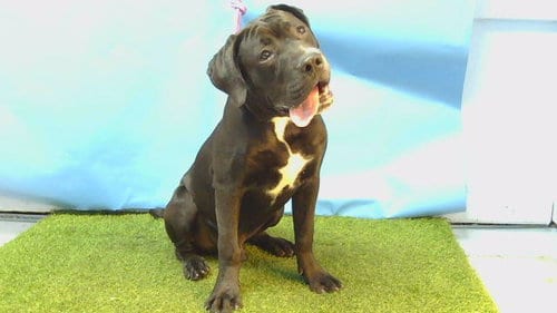 Photo of Charlie, adoptable Labrador Retriever in Gardena, California