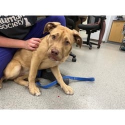 Photo of Ava, adoptable Mixed Breed (Medium) in Maumee, Ohio