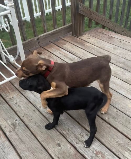 Photo of Petrov, adoptable Pit Bull Terrier in Evansville, Indiana