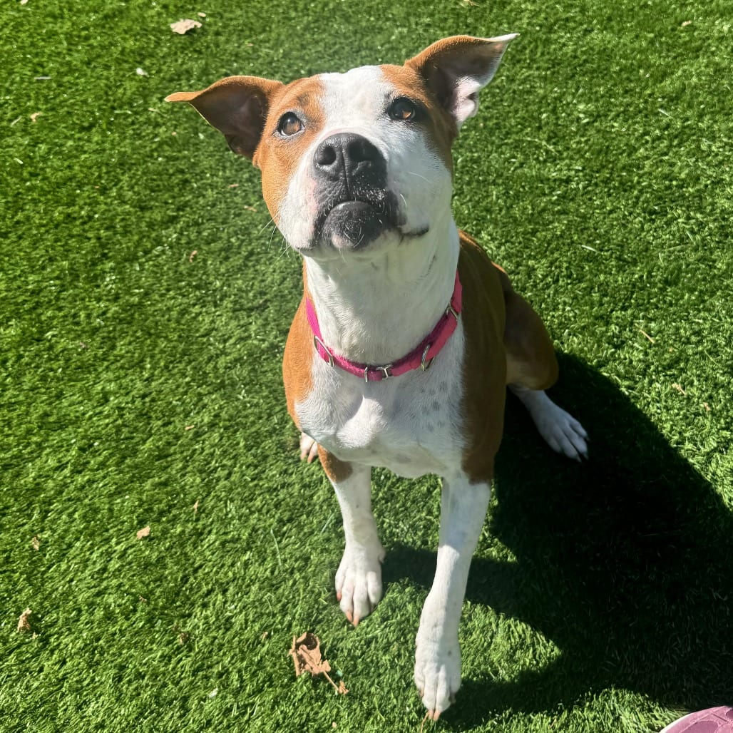 Photo of Rebel, adoptable Mixed Breed (Medium) in St. Charles, Missouri