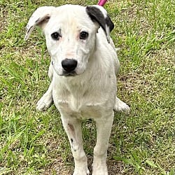 Photo of Baylee, adoptable Mixed Breed (Medium) in East Hartford, Connecticut