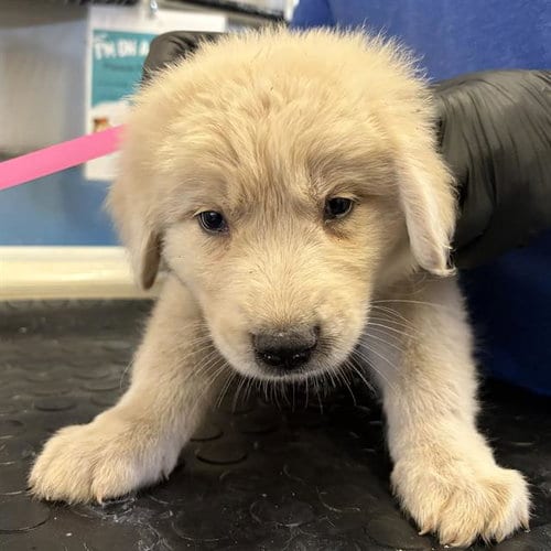 Photo of A887745, adoptable Great Pyrenees in Camarillo, California