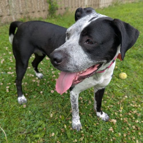 Photo of Cosma, adoptable Pit Bull Terrier in St. Paul, Minnesota