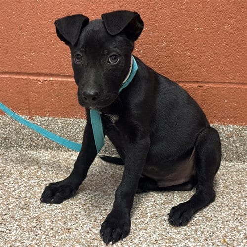Photo of Ruger, adoptable Pit Bull Terrier in Pueblo, Colorado