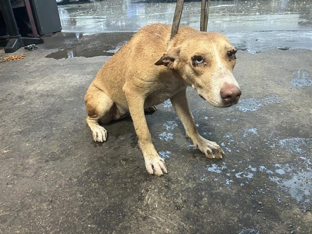 Photo of Lola, adoptable Mixed Breed
