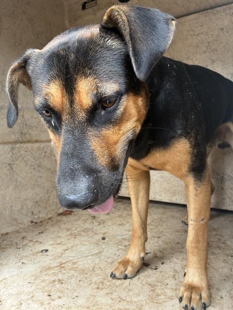 Photo of Milo, adoptable Hound in Oklahoma City, Oklahoma