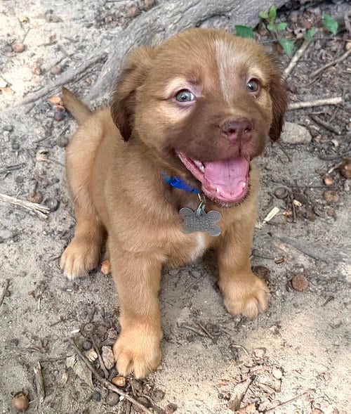 Photo of Felicie- Belles & Beau Litter, adoptable American Staffordshire Terrier in Holly Springs, North Carolina