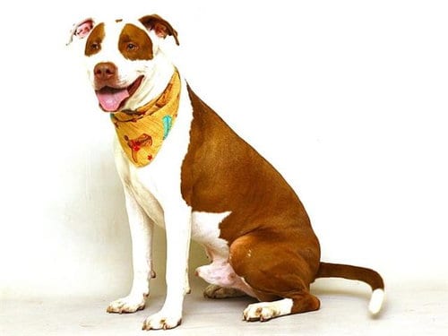 Photo of Justice/Rocko, adoptable Pit Bull Terrier in Sanford, Florida