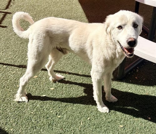 Photo of Luky, adoptable Great Pyrenees in Salinas, California