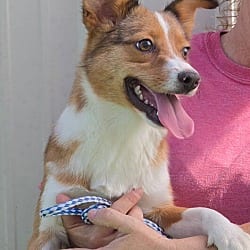 Photo of Sophia, adoptable Australian Shepherd Collie in Waterloo, Illinois