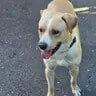 Photo of Powder, adoptable Labrador Retriever in Enfield, Connecticut