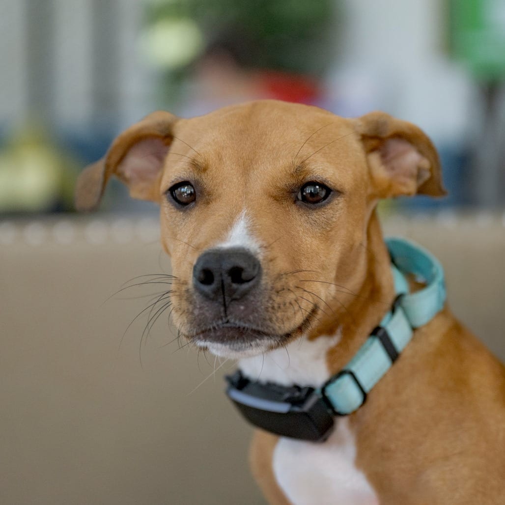 Photo of Orange Sherbet, adoptable Black Mouth Cur / Mixed Breed (Medium) in Chapel Hill, North Carolina