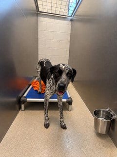 Photo of Briar, adoptable German Shorthaired Pointer in Haw River, North Carolina