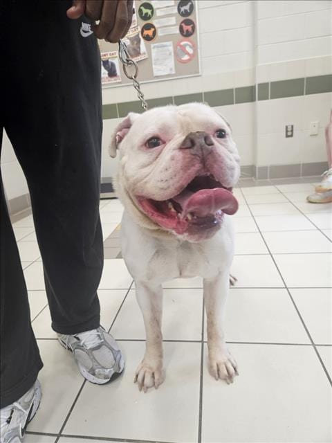 Photo of Ralph, adoptable American Bulldog in Derwood, Maryland