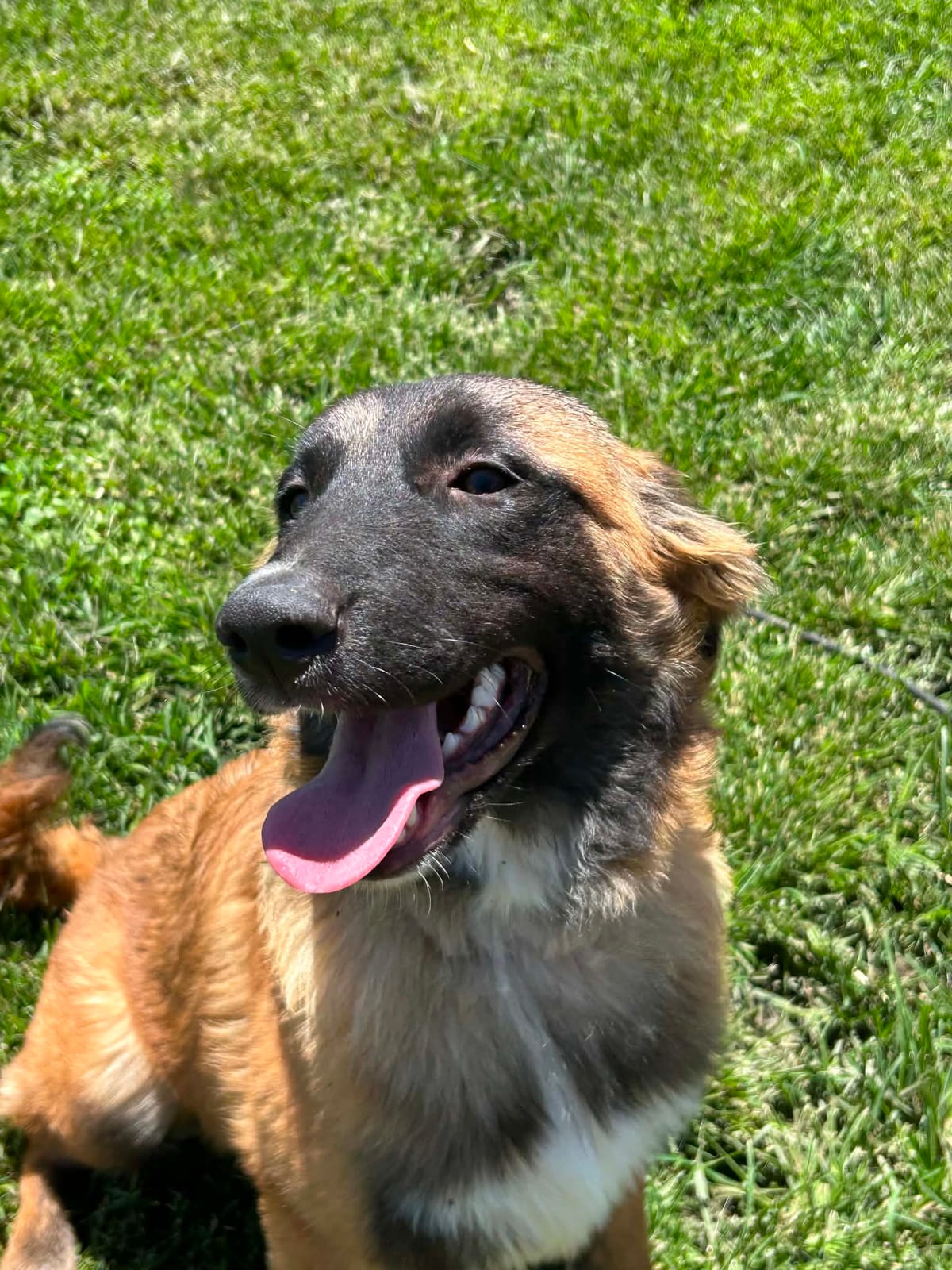 Photo of Roo, adoptable Belgian Malinois / St Bernard / German Shepherd Dog in Bellflower, California