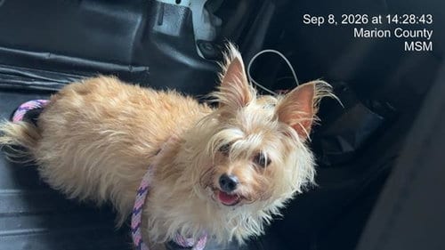 Photo of Chanel, adoptable Yorkshire Terrier Yorkie in Ocala, Florida