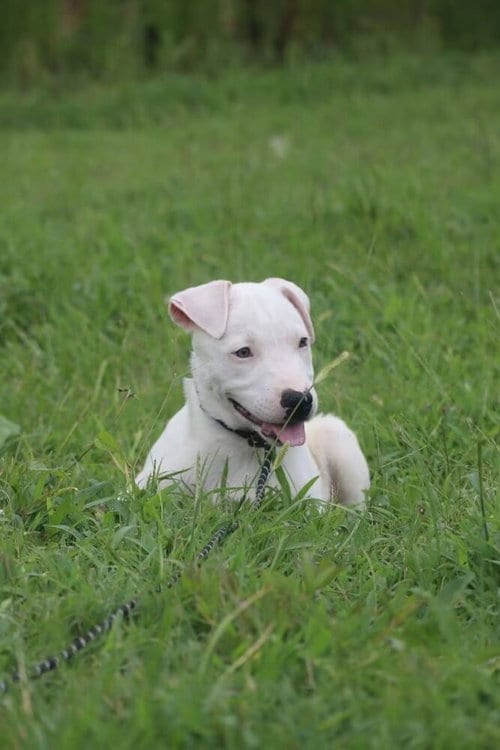 Photo of Reed, adoptable Hound in garner, North Carolina