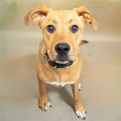 Photo of Suki, adoptable Labrador Retriever in St Louis, Missouri