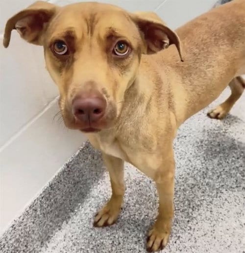 Photo of Sergeant, adoptable Pit Bull Terrier in Houston, Texas
