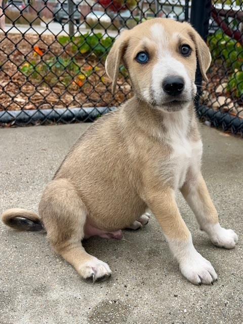 Photo of Luke, adoptable German Shepherd Dog in Santa Cruz, California