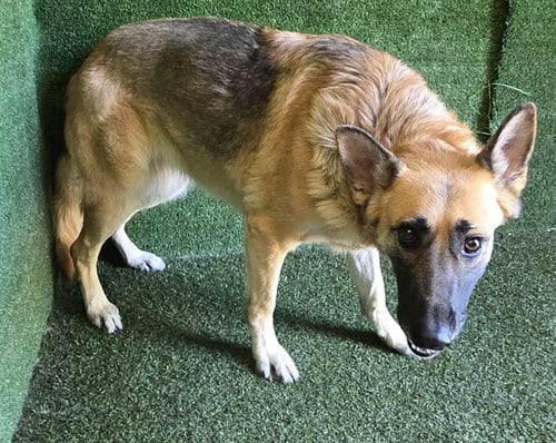 Photo of Letti, adoptable German Shepherd Dog in Lancaster, California
