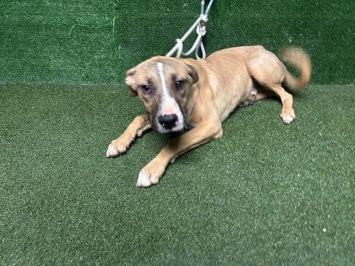 Photo of Elmira, adoptable German Shepherd Dog in Lancaster, California