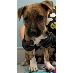Photo of Symphony, adoptable Golden Retriever Terrier (Unknown Type, Medium) in San Antonio, Texas