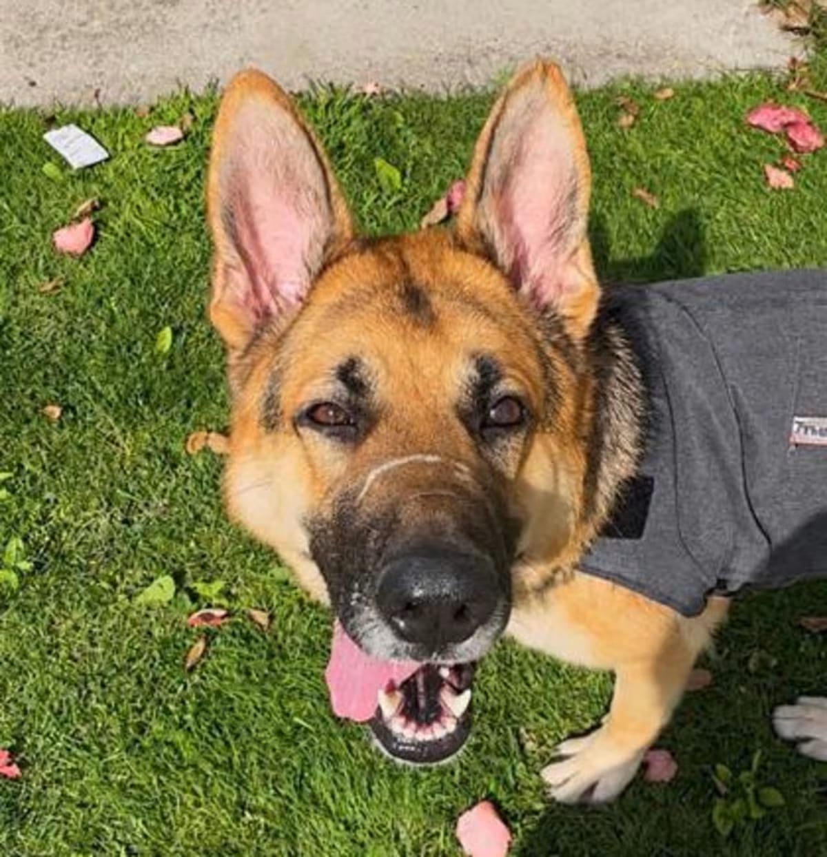 Photo of Nola, adoptable German Shepherd Dog in Seattle, Washington