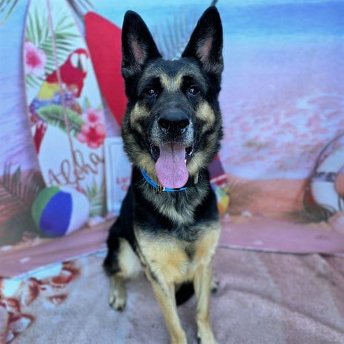 Photo of Maxwell, adoptable German Shepherd Dog in Long Beach, California