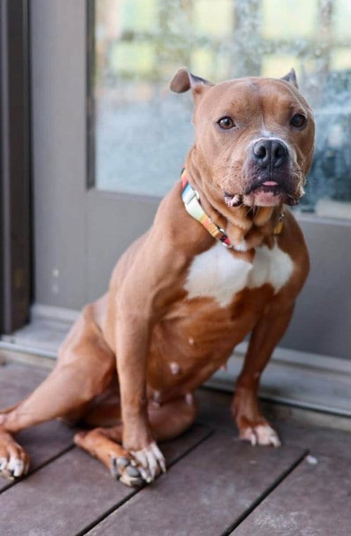 Photo of Nyla, adoptable American Staffordshire Terrier in Duluth, Minnesota