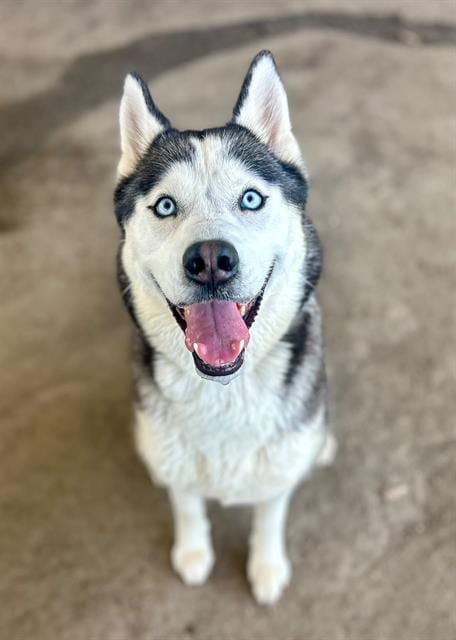Photo of Nickie, adoptable Siberian Husky in Riverside, California