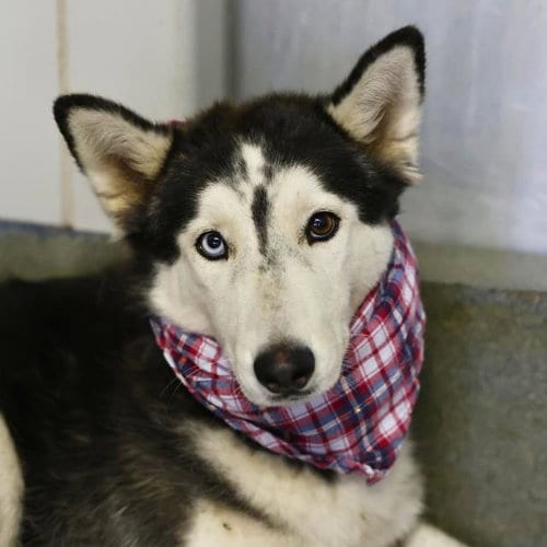Photo of Maize, adoptable Husky in San Antonio, Texas