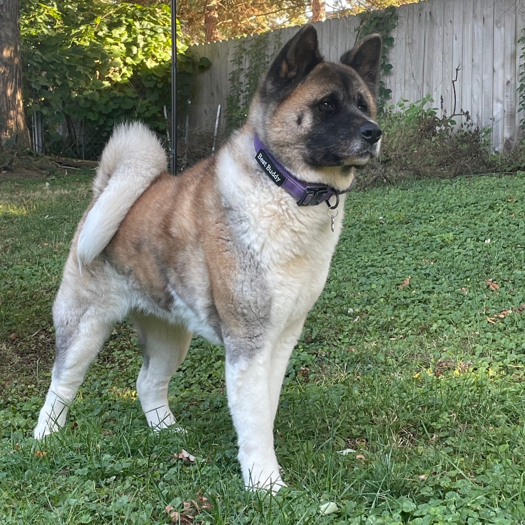 Photo of Tortilla, adoptable Akita in Pennellville, New York