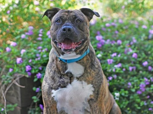 Photo of Chester, adoptable Plott Hound in Tavares, Florida