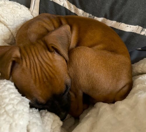 Photo of Delilah III, adoptable Boxer in Austin, Texas