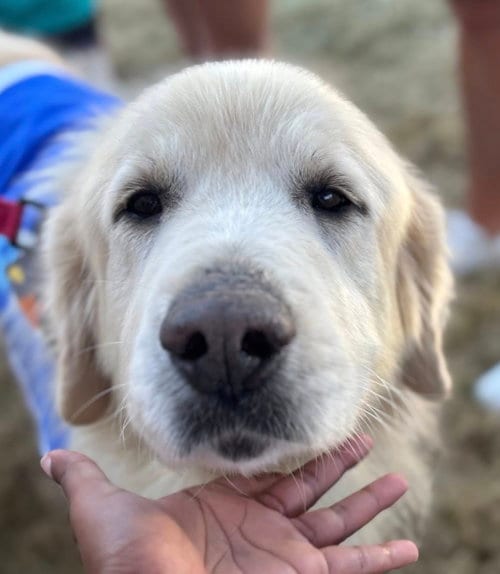 Photo of Jamie, adoptable Great Pyrenees in Dallas, Texas