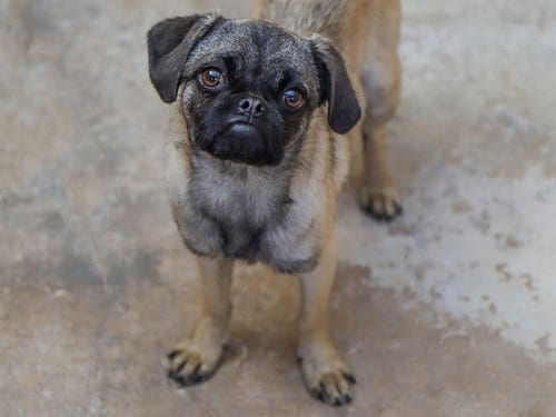 Photo of Piglet, adoptable Pug in Ojai, California