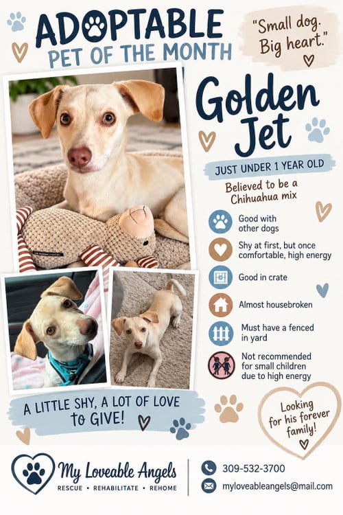 Photo of Golden Jet, adoptable Chihuahua in bloomington, Illinois