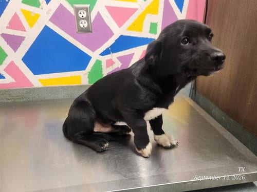 Photo of Bird, adoptable Labrador Retriever in Baytown, Texas